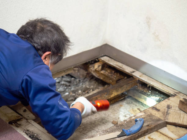 Best Attic Mold Remediation in Kewaskum, WI