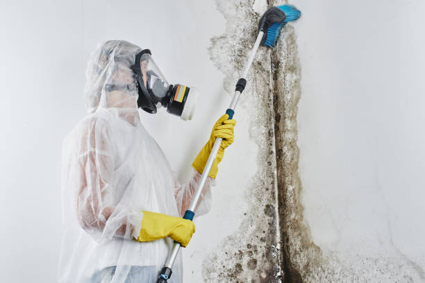Best Industrial Mold Remediation in Kewaskum, WI