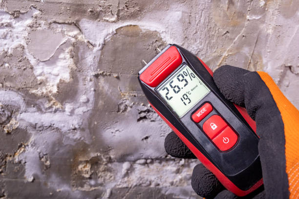 Best Black Mold Remediation in Kewaskum, WI