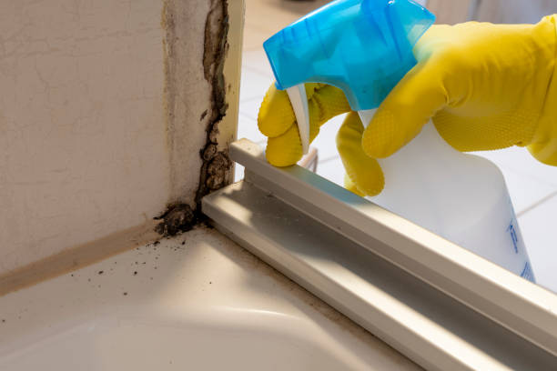 Best Mold Remediation for Specific Building Types in Kewaskum, WI