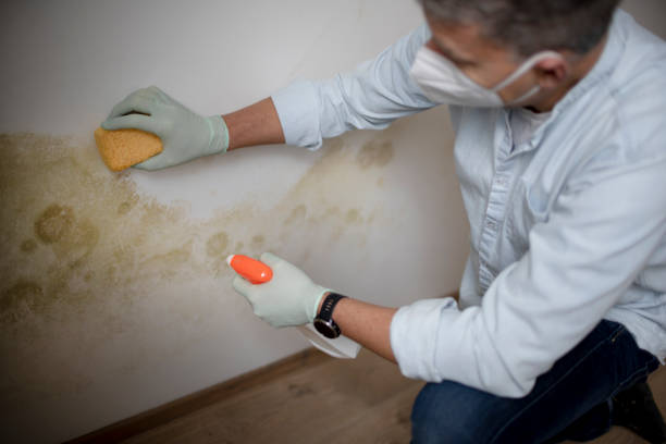 Best Insurance-Related Mold Remediation in Kewaskum, WI