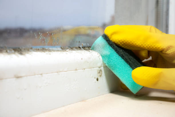 Best Bathroom Mold Remediation in Kewaskum, WI