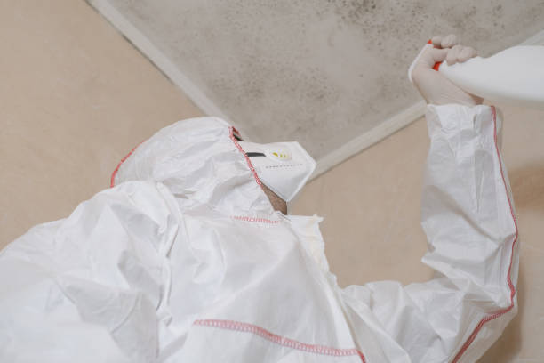 Best Preventive Mold Services in Kewaskum, WI