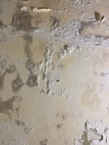 Professional Mold Remediation in Kewaskum, WI
