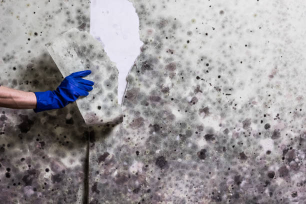 Best Commercial Mold Remediation in Kewaskum, WI